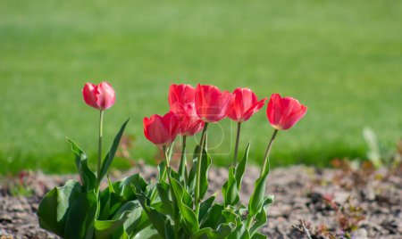 Photo for Several red tulips grow in the garden on the lawn on a sunny day - Royalty Free Image