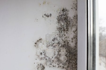 Téléchargez les photos : Mold on the slopes near the window made of metal-plastic construction. Fungus on the white surface of the wall in the house - en image libre de droit