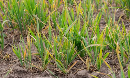 Téléchargez les photos : Feuilles sèches de jeunes blés sur le champ. Feuilles de blé malades ou herbicides - en image libre de droit