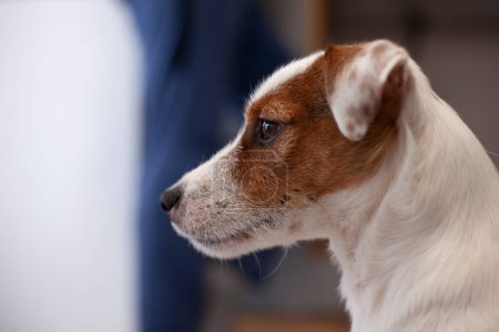 Jack Russell terrier portrait of a dog in close-up profile