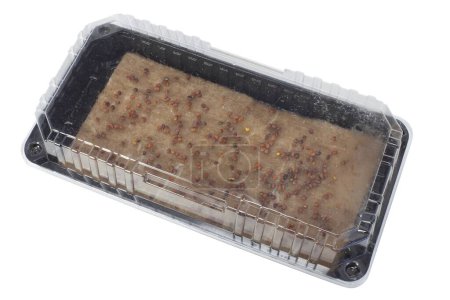 Foto de Las semillas de rábano se siembran en una caja en una estera de lino. Alimentación Saludable. Envase para microgreens aislado en blanco - Imagen libre de derechos