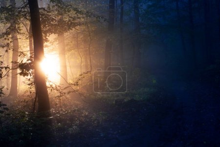 The morning sun shines through the branches into a dark forest with fog-stock-photo