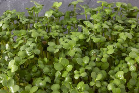 Photo for Fresh sprouts of mustard microgreens close-up growing in a container - Royalty Free Image