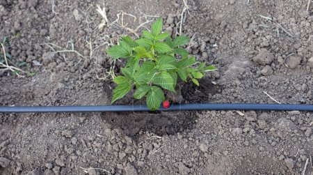A raspberry bush with a drip hose. A young plant with drip irrigation