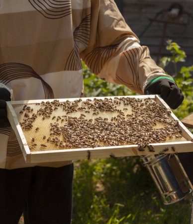 Téléchargez les photos : L'apiculteur collecte le miel. Le concept d'apiculture. Un apiculteur tenant une ruche de miel avec des abeilles dans ses mains. Apiculture. - en image libre de droit