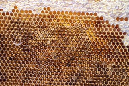 Photo for Honeycomb with beeswax and honey bees. - Royalty Free Image