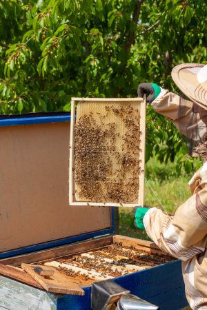Téléchargez les photos : L'apiculteur tient un peigne avec des abeilles dans ses mains - en image libre de droit