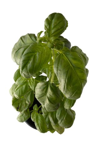 Photo for Fresh basil plant in pot isolated on white background. Top view. - Royalty Free Image