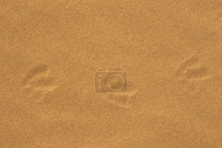 Closeup shot of sea gull footprints in beach sand.