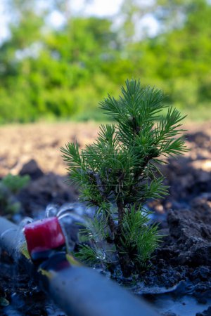 Close-up of a small pine sapling with efficient water drip system in soil