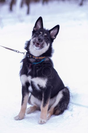 Foto de Pastor perro cachorro cuerpo completo foto con correa en blanco nieve bosque fondo - Imagen libre de derechos