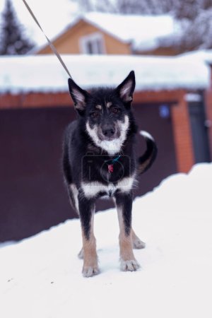 Foto de Pastor perro cachorro cuerpo completo foto con correa en blanco nieve bosque fondo - Imagen libre de derechos