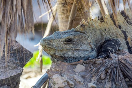 Foto de Iguana de reptiles sentada sobre rocas cerca de ruinas mayas en México - Imagen libre de derechos