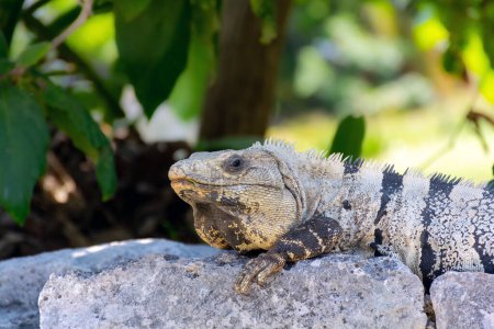 Foto de Iguana de reptiles sentada sobre rocas cerca de ruinas mayas en México - Imagen libre de derechos
