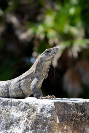 Reptil-Leguan sitzt auf Felsen nahe Maya-Ruinen in Mexiko