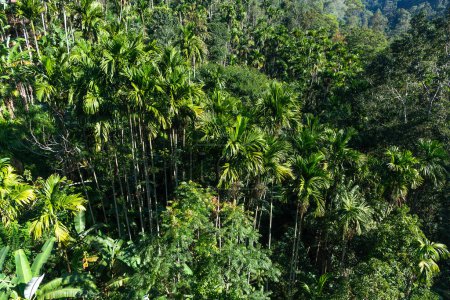 Regenwald in der Nähe der Stadt Ella in Sri Lanka. Draufsicht, Luftaufnahmen.