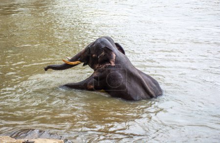 Téléchargez les photos : Pépinière d'éléphants sur l'île de Sri Lanka à Pinnawala. - en image libre de droit