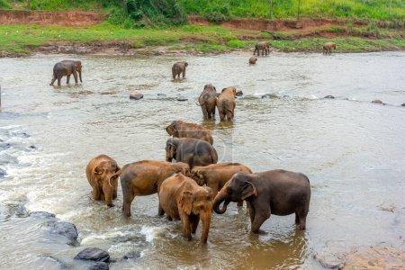 Téléchargez les photos : Pépinière d'éléphants sur l'île de Sri Lanka à Pinnawala. - en image libre de droit