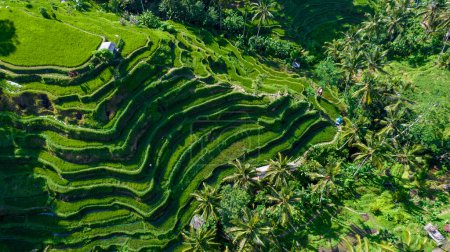 Beautiful rice terraces on the island of Bali in Indonesia. Top view, aerial photography.