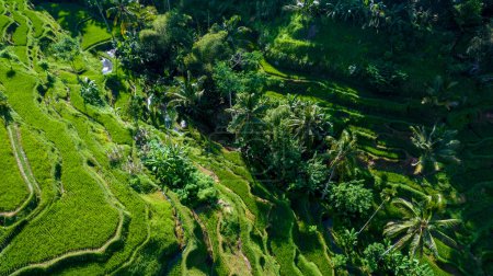 Hermosas terrazas de arroz en la isla de Bali en Indonesia. Vista superior, fotografía aérea.