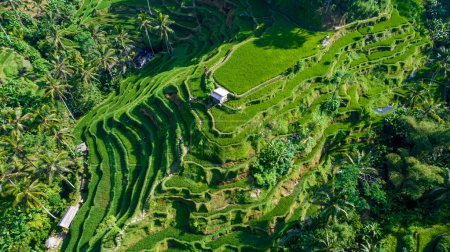 Hermosas terrazas de arroz en la isla de Bali en Indonesia. Vista superior, fotografía aérea.