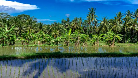 Schöne Reisfelder am Stadtrand von Ubud, Insel Bali in Indonesien, ländliche Landschaft.