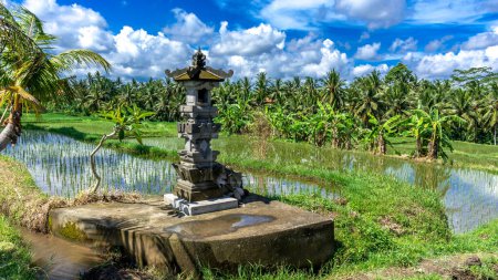Hermosos campos de arroz en las afueras de Ubud, isla de Bali en Indonesia, paisaje rural.