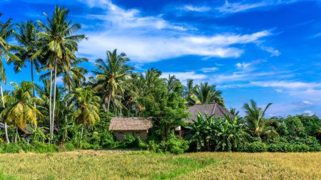 Hermosos campos de arroz en las afueras de Ubud, isla de Bali en Indonesia, paisaje rural.