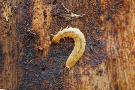 Téléchargez les photos : Un grand longicorne gris larve de l'écorce se trouve sur un arbre de bois brun dans la forêt - en image libre de droit