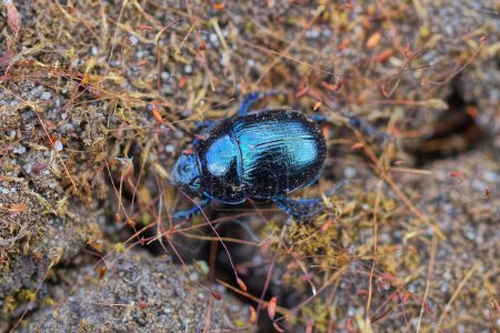 un gran escarabajo negro azul se sienta en un terreno gris en la naturaleza