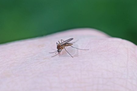 Téléchargez les photos : Un petit moustique gris est assis sur des morsures de peau blanche et boit du sang sur un fond vert - en image libre de droit