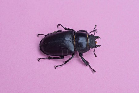 Foto de Un gran escarabajo negro marrón se sienta en una mesa rosa - Imagen libre de derechos