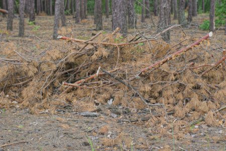 Téléchargez les photos : Une grande pile de branches coupées de pin brun sec dans la forêt - en image libre de droit