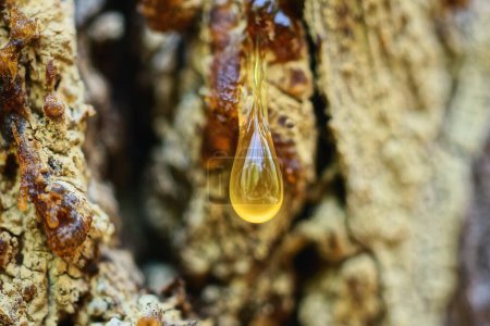 Photo for One yellow drop on a brown wooden slice of pine tree in nature - Royalty Free Image