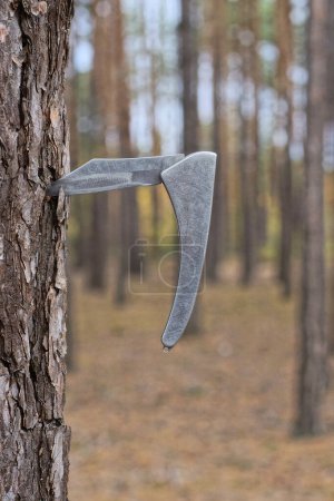 Photo for One white iron folding knife sticks out in the gray bark of a pine tree outdoors in nature - Royalty Free Image