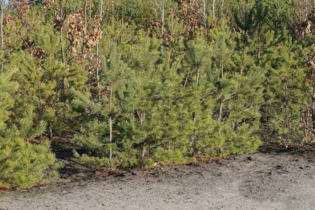Téléchargez les photos : Une rangée de petits pins conifères verts dans le sable gris de la forêt - en image libre de droit