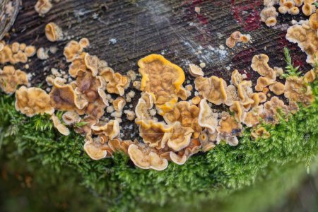 Photo for Yellow small mushrooms on a gray tree stump in green moss in nature - Royalty Free Image