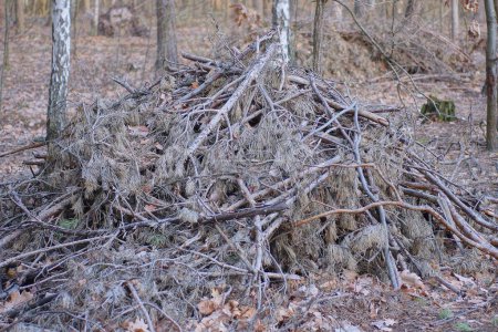 Téléchargez les photos : Une grande pile de branches de pin gris brun sec coupées dans la forêt - en image libre de droit