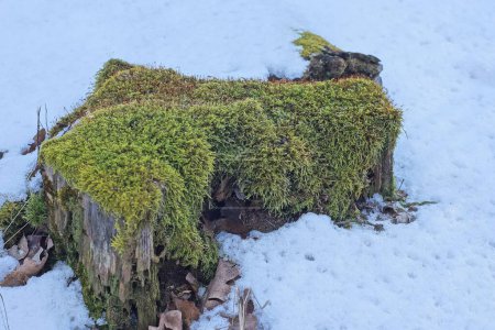 one old stump overgrown with green moss in white snow in the winter forest