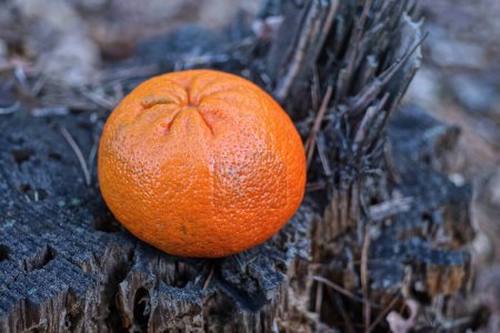 Photo for One large fresh tangerine fruit lies on a gray stump in nature - Royalty Free Image