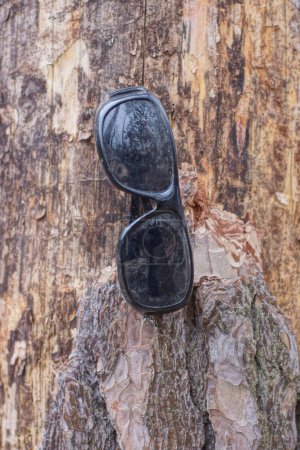 Téléchargez les photos : Une lunette de soleil en plastique noire suspendue à l'écorce brune d'un pin dans la rue - en image libre de droit