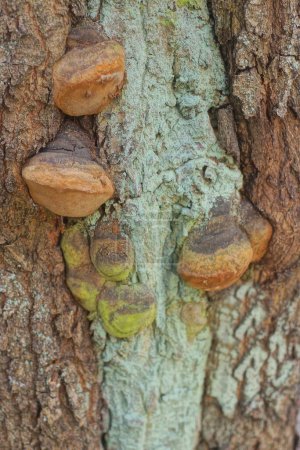 many brown wood mushrooms on the gray green bark of a large oak tree in nature