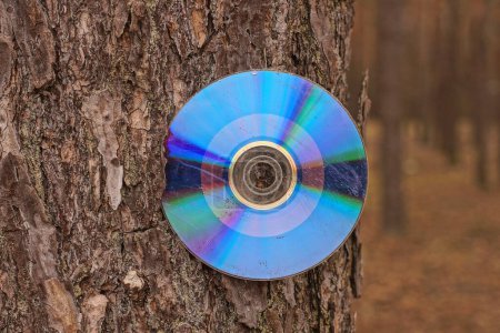 Photo for One old dirty colored compact disc sticks out in the brown bark of a tree on the street - Royalty Free Image