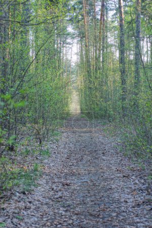 Téléchargez les photos : Route faite de sable parmi les arbres verts dans la nature dans la forêt de printemps - en image libre de droit
