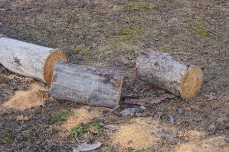 gray brown pine log cut into three parts lie on the ground outside