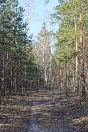 Téléchargez les photos : Route faite de sable parmi les pins dans la nature dans la forêt d'automne - en image libre de droit