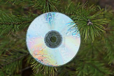 Foto de Un viejo disco compacto de color sucio colgado en una rama de coníferas verdes de un pino en la calle - Imagen libre de derechos