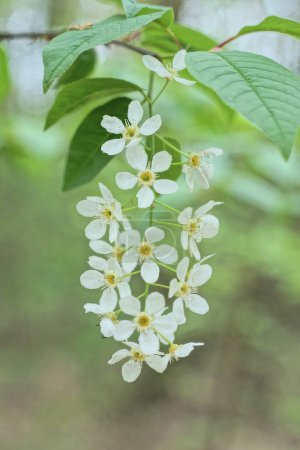 white flowers of the bird cherry on a branch of a bush with green leaves in nature