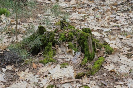 ein alter morscher Baumstumpf im grünen Moos zwischen trockenem Laub in der Natur