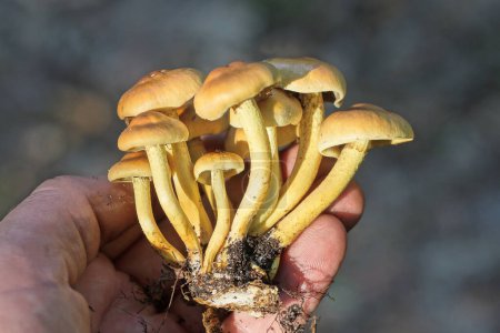 mano sostiene muchos pequeños hongos de setas amarillas marrones en el bosque
